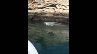 Cliff jumping at Fort Wetherill state park [upl. by Neema]