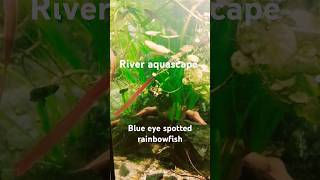 Blue eye spotted rainbowfish  Pseudomugil Gertrudae fish nanoplantedtank aquascape river plant [upl. by Reh241]