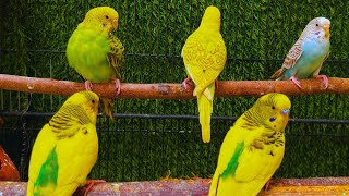 Parrots singing beautiful birds voice beautiful budgies birds sounds [upl. by Assital]