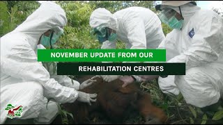 NOVEMBER UPDATE FROM OUR REHABILITATION CENTRES [upl. by Eel]