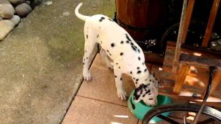 Chienloup tchécoslovaque et Dalmatien  le début dune super complicité [upl. by Evie]