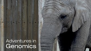 The Elephant in the Room The Curious Case of the Elephant Superpower  Adventures in Genomics [upl. by Lurleen312]