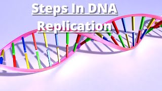 enzyme involved in dna replication [upl. by Birdt]