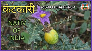 कंटकारी solanum Virginianum Native of india [upl. by Kcirre]