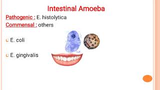 Commensal amoeba non pathogenic amoebae [upl. by Einaj]