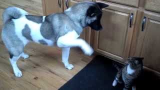 American Akita and cat [upl. by Etnohc]