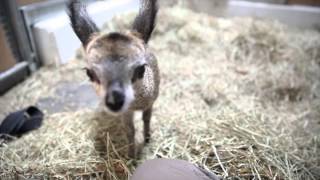 Baby klipspringer at Lincoln Park Zoo [upl. by Ahk]