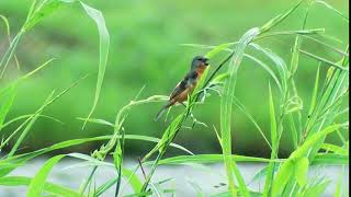 Ruddybreasted Seedeater [upl. by Radie]