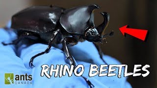 I Raised Massive Rhino Beetles [upl. by Beasley]