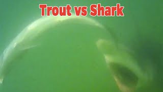 Incredible Underwater Lure Footage Catching Speckled Trout On Paddletails [upl. by Eduard815]