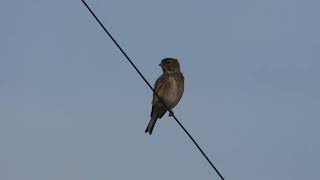 Common Linnet Fanello Carduelis cannabina [upl. by Celesta]