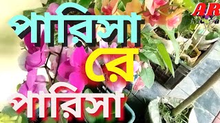 Bangla Song  Parisa  পারিসা  Ar Media  2024 [upl. by Akehsal308]