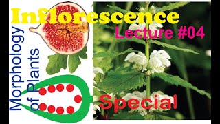 Inflorescence Lecture 4 Special Type of inflorescence for BS [upl. by Sybille224]