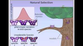 Natural Selection animation stabilizing disruptive and directional selection [upl. by Llerrahs34]