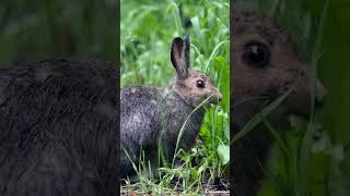 Snowshoe Hare 🐇hare hares animals rabbits wildlife [upl. by Amor]