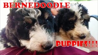 Standard Size Bernedoodle Puppies Bean Creek Doodles of Michigan now has STANDARDS Come say hello [upl. by Fugate]