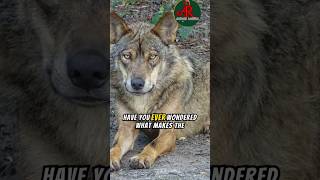 Do you know why Iberian wolf are wonderful communicateds and family lovers watch more [upl. by Esinyl872]