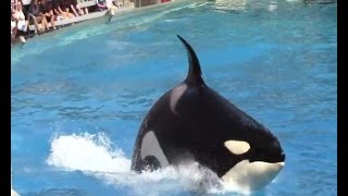 SeaWorld to End Killer Whale Performances Amid Pressure [upl. by Aihsenor]