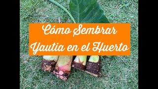 Cómo Sembrar Yautía en el Huerto [upl. by Walt]