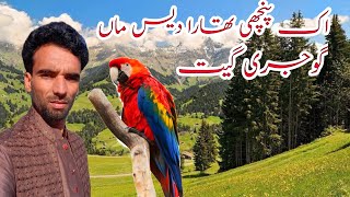 Safeer Naaz Gojri Song Ik Panchi Thara Desh Mein  New Song June 19 2024 [upl. by Uht]