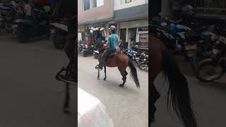 Horse Prancing Colombia [upl. by Whitney14]