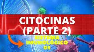 CITOCINAS PARTE 2  ENTENDA AS CITOCINAS DA IMUNIDADE ADQUIRIDA  IMUNOLOGIA [upl. by Giliana]