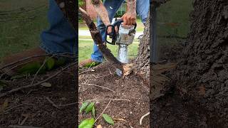 Removing Girdling Root constricting tree treemaintenance treecare treetrimming treework trees [upl. by Bright]