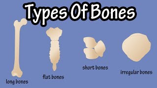 How to Learn the Human Bones  Tips to Memorize the Skeletal Bones Anatomy amp Physiology [upl. by Tawney]