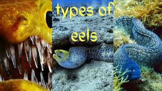 Types of eelsglass eelelectric eelMoray eelsawtooth eelEuropean eelConger eel [upl. by Tray]