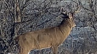 Chasse chevreuil Québec Ontario et Manitoba [upl. by Kirwin]