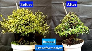 BONSAI BEFORE AND AFTER [upl. by Atiuqrehs]