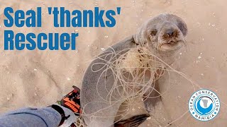 Baby seal THANKS his rescuers [upl. by Nhojleahcim]