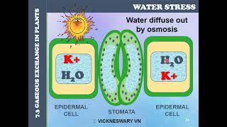 Biology STPM Opening amp Closing of Stomata [upl. by Durning761]