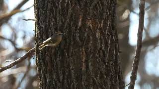 Goldencrowned Kinglet [upl. by Lilias]