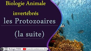 Biologie Animale des Invertébrés  les Protozoaires la suite [upl. by Seligmann202]