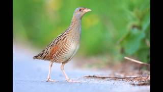 Derkacz  The corncrake Crex Crex  odgłosysounds [upl. by Aneeg407]