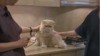 Persian Cat Grooming With The Pet Maven [upl. by Christabelle]