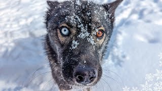 My Husky Enjoying Snow Day Slow Motion Huskies Playing in the Snow [upl. by Dodwell]