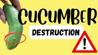 Warning This will DESTROY your cucumber plant [upl. by Anyl285]