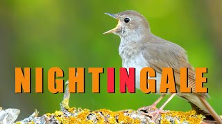 NIGHTINGALE bird singing most beautiful birds sounds Birds chirping in spring Nightingale song [upl. by Tulley]