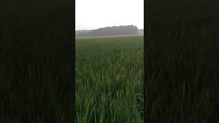 veesuthu katrum panithulium farmer video trip [upl. by Ikkaj522]