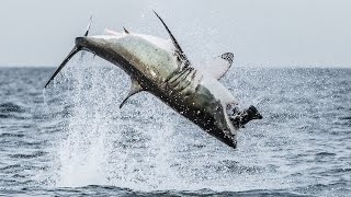 Flying Shark Great White Breaches Off South Africas Coast [upl. by Tuinenga]