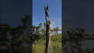 Nature reels shorts cenimaticvideo kuyawanvlog [upl. by Dietrich841]