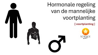 De hormonale regeling van de mannelijke voortplanting  GENETICA [upl. by Chuipek]