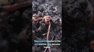 How can earthworms reproduce [upl. by Weight]