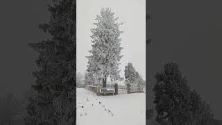 Sapin enneigéNordheim sous la neige [upl. by Adan]