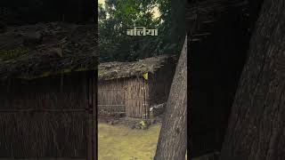 गाँव स्टेटस  ballia up60 bagiballia igballia ishqeballia  Ballia District WhatsApp Status [upl. by Baxter]