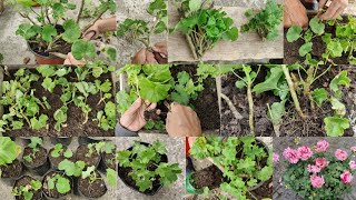 Complete Guide to Caring for Geraniums in November Tips for Growth amp Blooming [upl. by Eladnar]