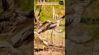 Bush stonecurlew Sound birdsounds wildbirds nature ytshorts trending [upl. by Hcurab59]