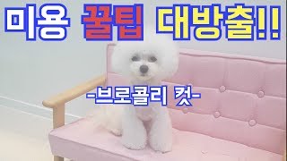 미용 꿀팁 대방출브로콜리 편애견미용dog grooming [upl. by Certie895]